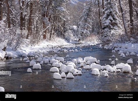 Aspen winter wonderland Stock Photo - Alamy