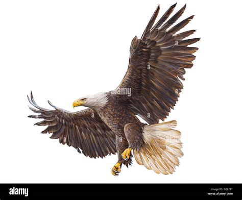 Flying Eagle Colour Drawing