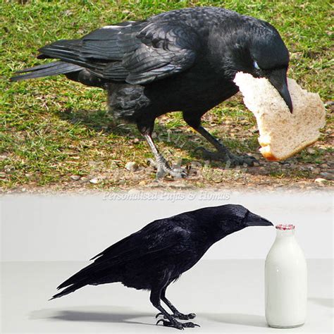 Feeding Crows for Saturn, Feed Crow Online, Feeding Crow Benefits ...