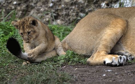 Lion cubs at Zurich's zoo - Emirates24|7