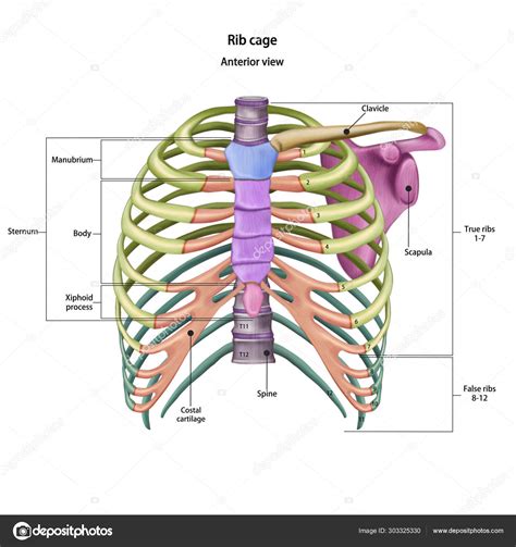 Bones of the human chest. Rib cage bones with the name and description ...