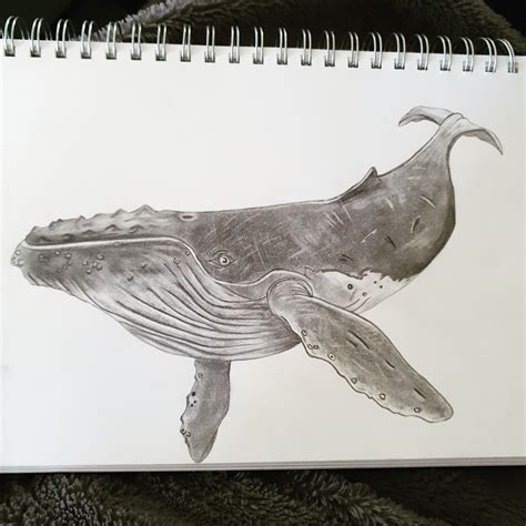 Humpback Whale Drawing