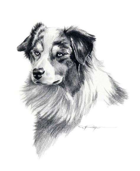 AUSTRALIAN SHEPHERD Dog Art Print by Artist DJ Rogers - Etsy | Dog ...