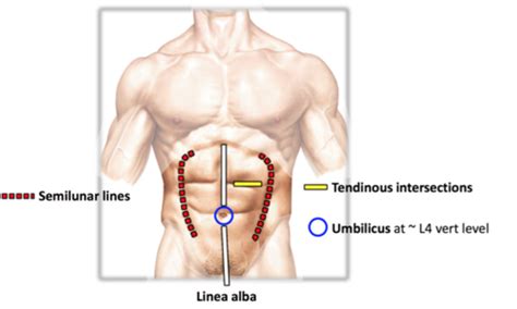 L1 anatomy of abdomen Flashcards | Quizlet