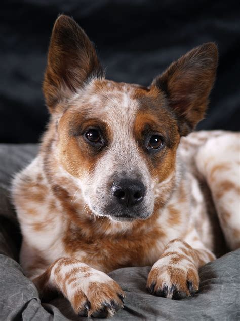 Pin by Shawnna Holcomb on ACD | Aussie cattle dog, Austrailian cattle ...