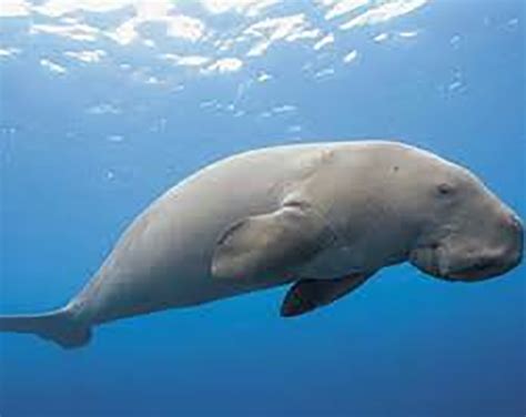 Dugong Conservation Reserve in Palk Bay