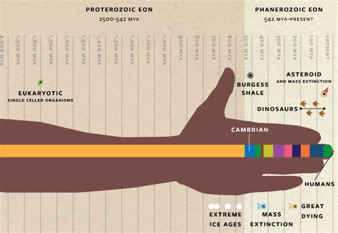 Cambrian Time Period Timeline