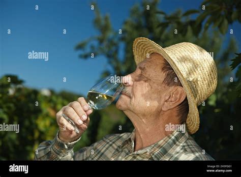 Senior winemaker tasting wine Stock Photo - Alamy