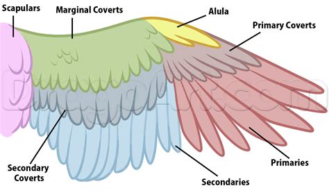 Review Of Bird Wing Diagram Ideas - Bigmantova