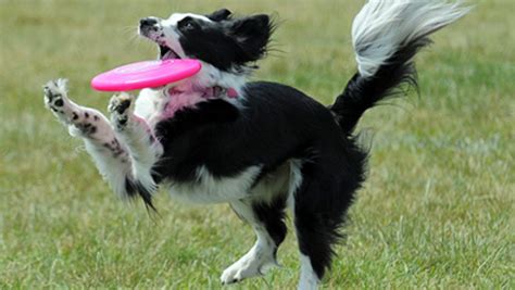 Superstar border collie plays an awesome game of frisbee [VIDEO] | Dawn ...