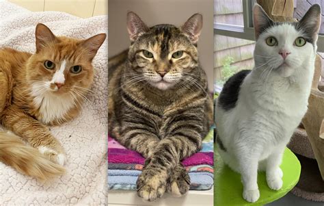 Adopt a Senior Cat from Your Local Hamptons Shelter