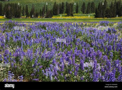 Silky Lupine Lupinus sericeus Yellowstone National Park Wyoming USA ...