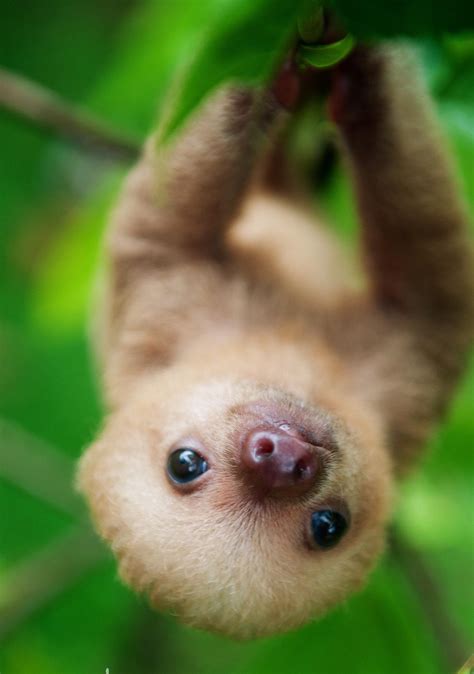 Baby Sloth Wallpapers - Wallpaper Cave