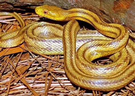 Yellow Rat Snake Care Sheet | Reptiles' Cove