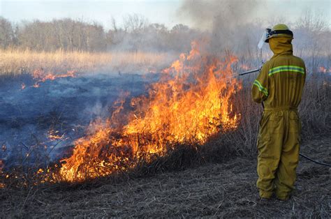 Nature curiosity: What happens to the animals during a prescribed burn ...