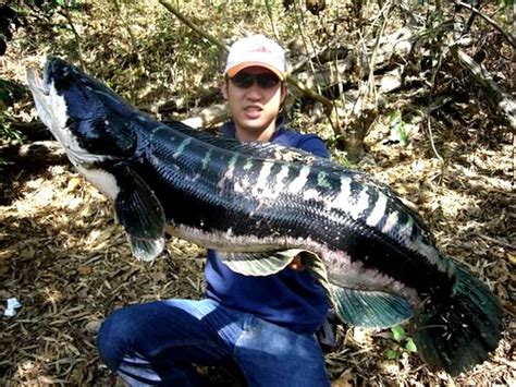 Giant Snakehead (Channa Micropeltes)