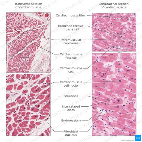 Cardiac muscle tissue histology | Kenhub