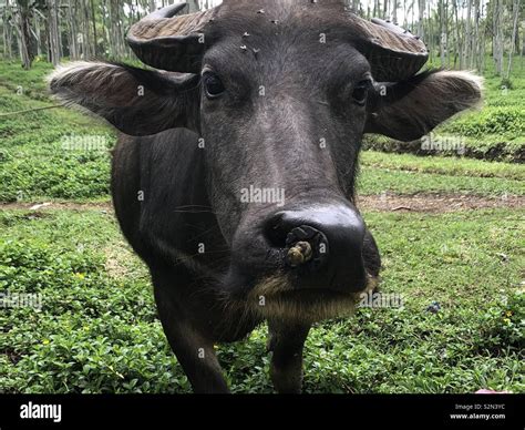 Carabao buffalo hi-res stock photography and images - Alamy