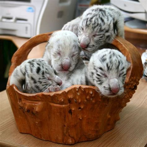 Baby white tigers just born Cute Babies, Baby White Tiger, White Tiger ...