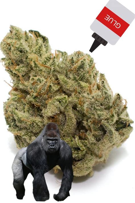 GG4 Strain – The Ultimate Guide - Marijuana Science