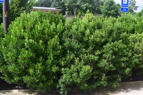 In search of an improved Ilex glabra - Inkberry - Nursery Management