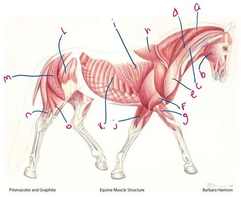 Equine Muscular System Diagram | Quizlet