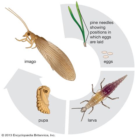 Lacewing | Green Lacewing, Predator, Beneficial Insect | Britannica