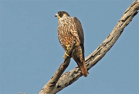 Peregrine Falcon Habitat HD wallpaper | Pxfuel