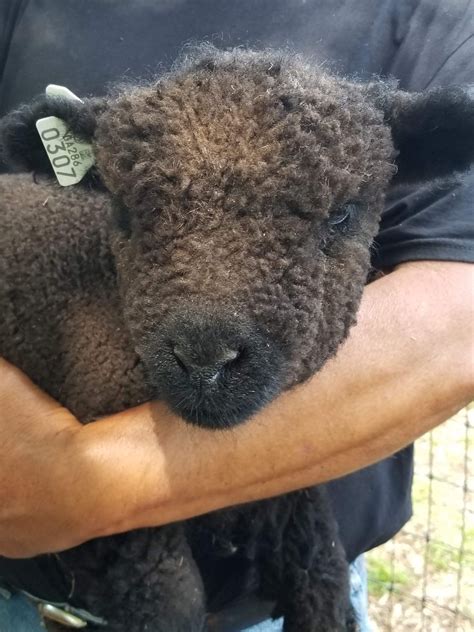 Miniature Babydoll Southdown Sheep For Sale - Tanglewood Farm Miniatures