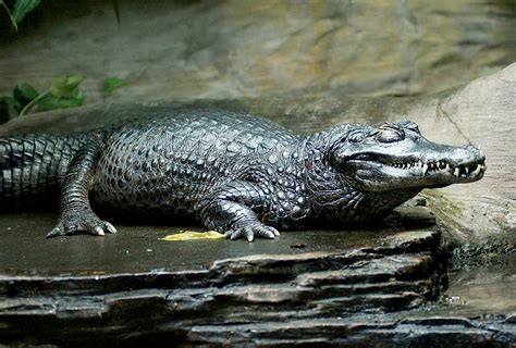 Caiman Alligator Crocodile Difference