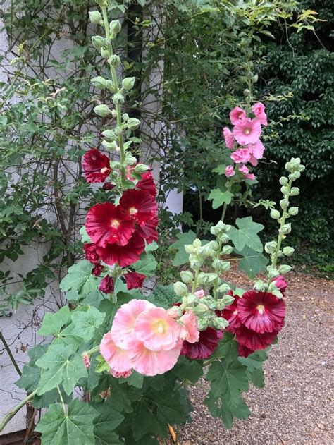 Grow Hollyhocks From Seed — Gardeners ... | Hollyhocks flowers, Growing ...