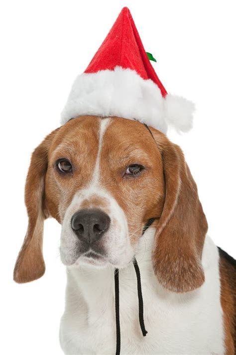 Christmas beagle stock image. Image of adorable, beautiful - 22389869