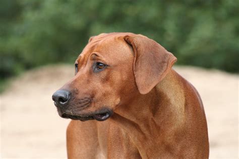 Rhodesian Ridgeback - Dog Trainer Hong Kong