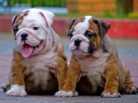 English bulldog puppy for sale