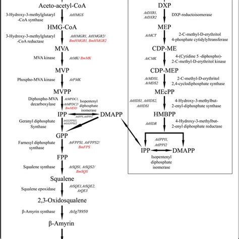 Biosynthesis of jujubogenin and pseudojujubogenin aglycone saponins ...