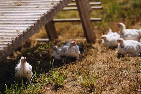 Organic poultry farm - reterlonestar