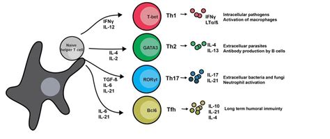 MicroRNA regulation of helper T cell differentiation and immune ...