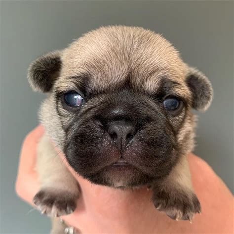 Frug, Frenchie x Pug puppies available December | in Ripley, Derbyshire ...