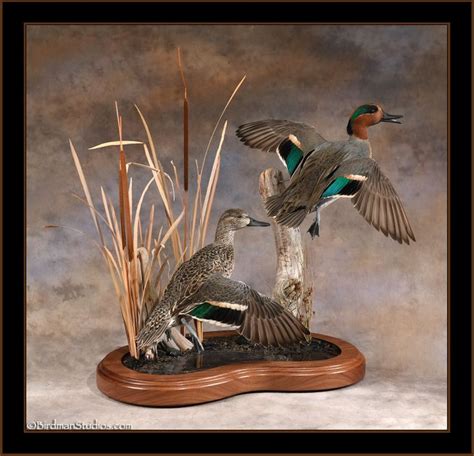 Green-Winged Teal Taxidermy Duck Mounts | Duck mount, Waterfowl ...