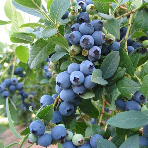 Buy blueberry - mid-season fruiting / Vaccinium 'Bluecrop' blueberry ...