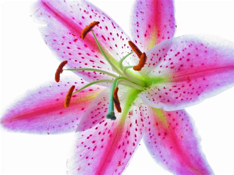 Pink Tiger Lily | Previously uploaded in monochrome | Jon Huskisson ...