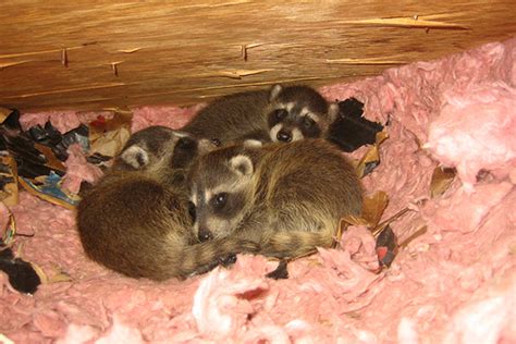 Raccoon Nest in Attic - Nest of Baby Raccoons