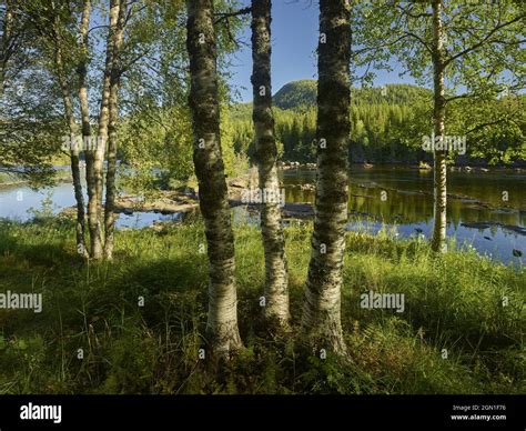 Namskogan, Namsen River, Trondelag, Norway Stock Photo - Alamy