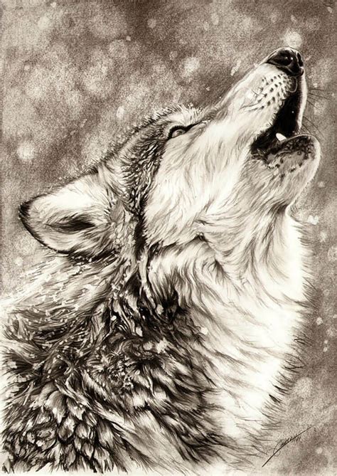 How To Draw A Realistic Wolf Step By Step