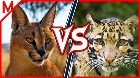 11💥Caracal vs Clouded Leopard | +Dingo vs African Wild Dog winner - YouTube