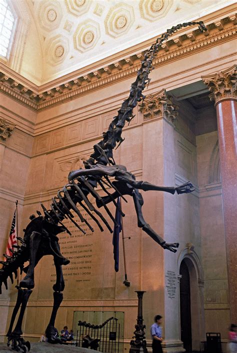 Barosaurus skeleton | Natural history, Museum, History