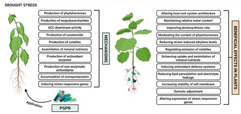 PGPR Augmentation in Plants under Drought Stress | Encyclopedia MDPI