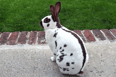 English Spot Rabbit (Size, Color, Temperament, Behavior)