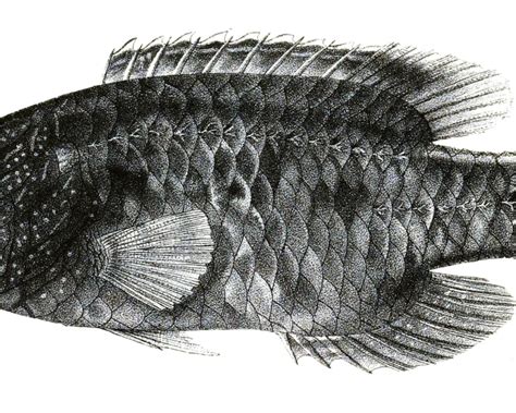 Tripletail wrasse - Facts, Diet, Habitat & Pictures on Animalia.bio