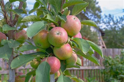 Try These Special Trees for Fruit in Small Spaces